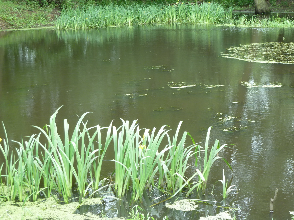 Upper Green Pond showing flowering yellow water Iris